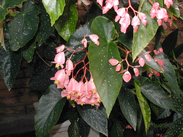 B. ‘Lulu Leonard’